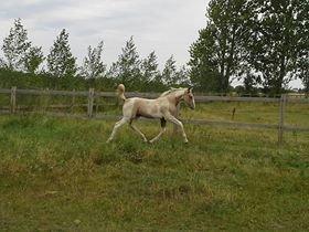 Anden særlig race Ironsmindes Knight Kiowa billede 14