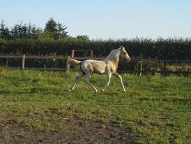 Anden særlig race Ironsmindes Knight Kiowa billede 15