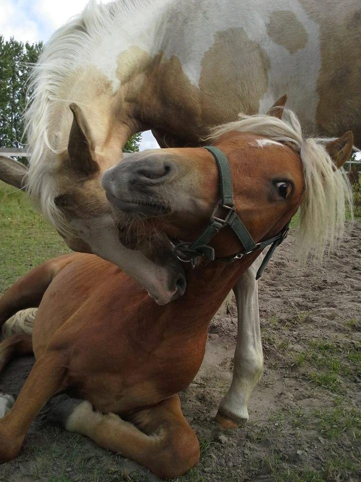 Anden særlig race Ironsmindes Knight Kiowa billede 16