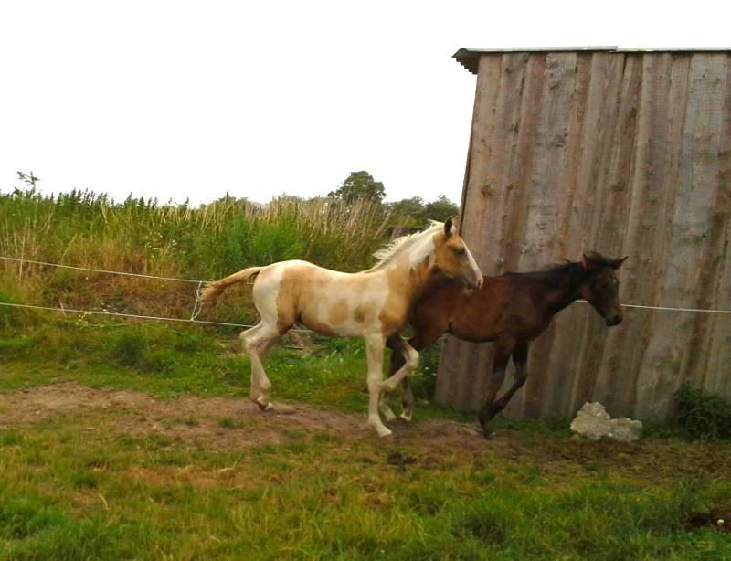 Anden særlig race Ironsmindes Knight Kiowa billede 17