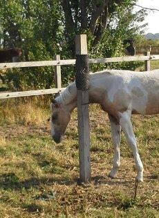 Anden særlig race Ironsmindes Knight Kiowa billede 18