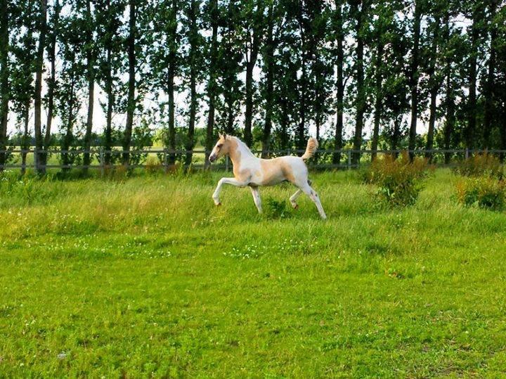 Anden særlig race Ironsmindes Knight Kiowa billede 2