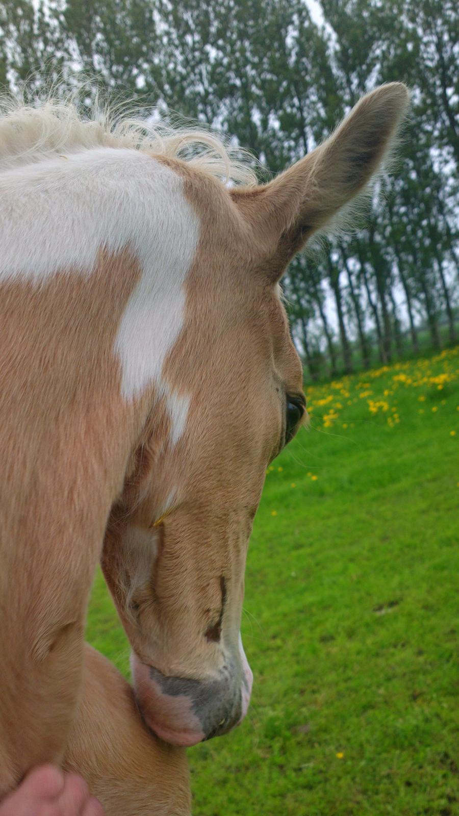 Anden særlig race Ironsmindes Knight Kiowa billede 12