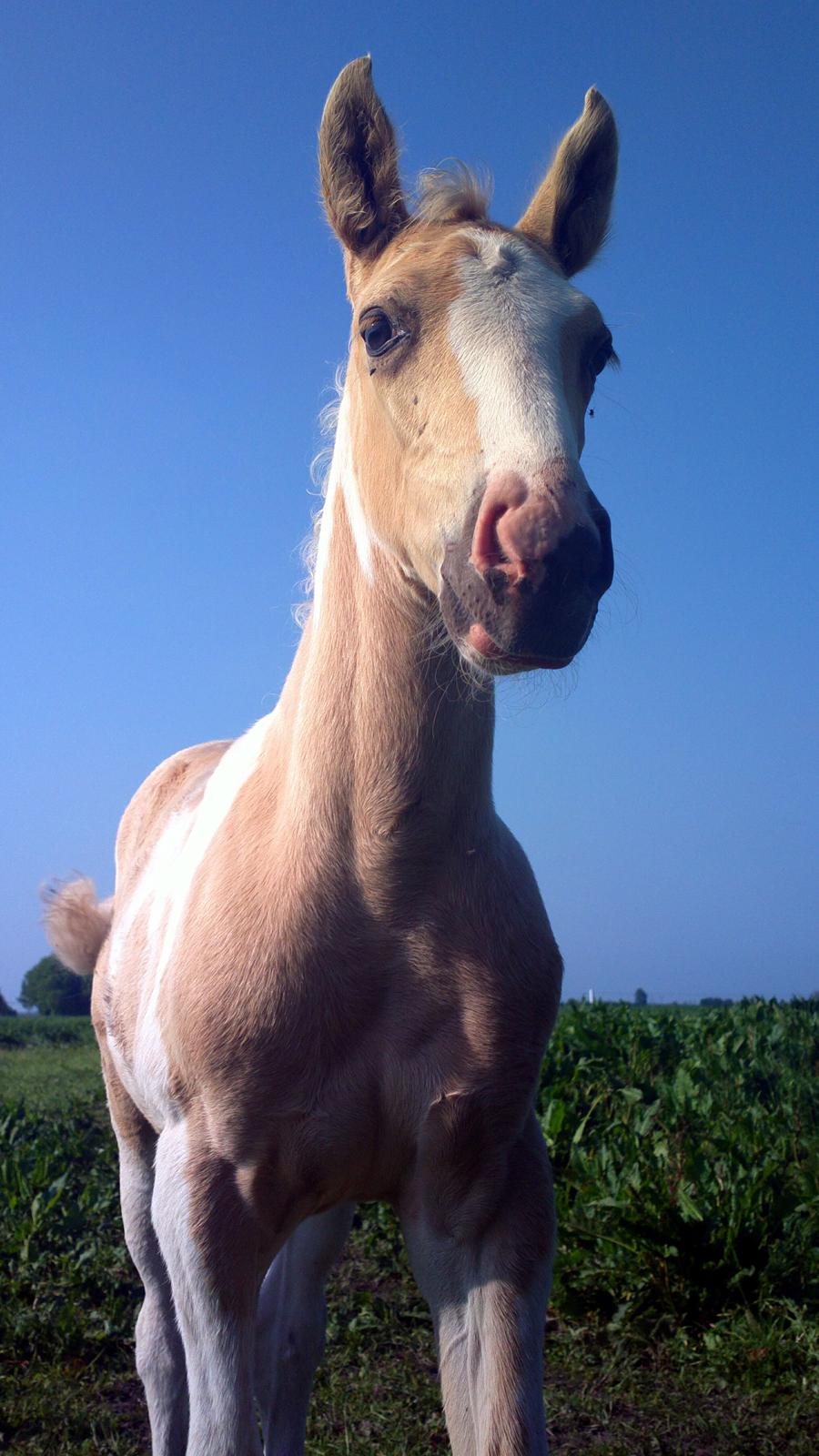 Anden særlig race Ironsmindes Knight Kiowa billede 19