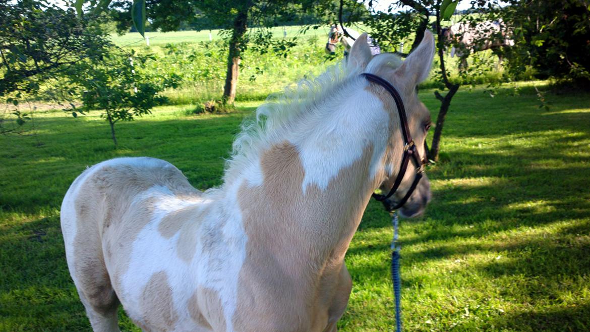 Anden særlig race Ironsmindes Knight Kiowa billede 3