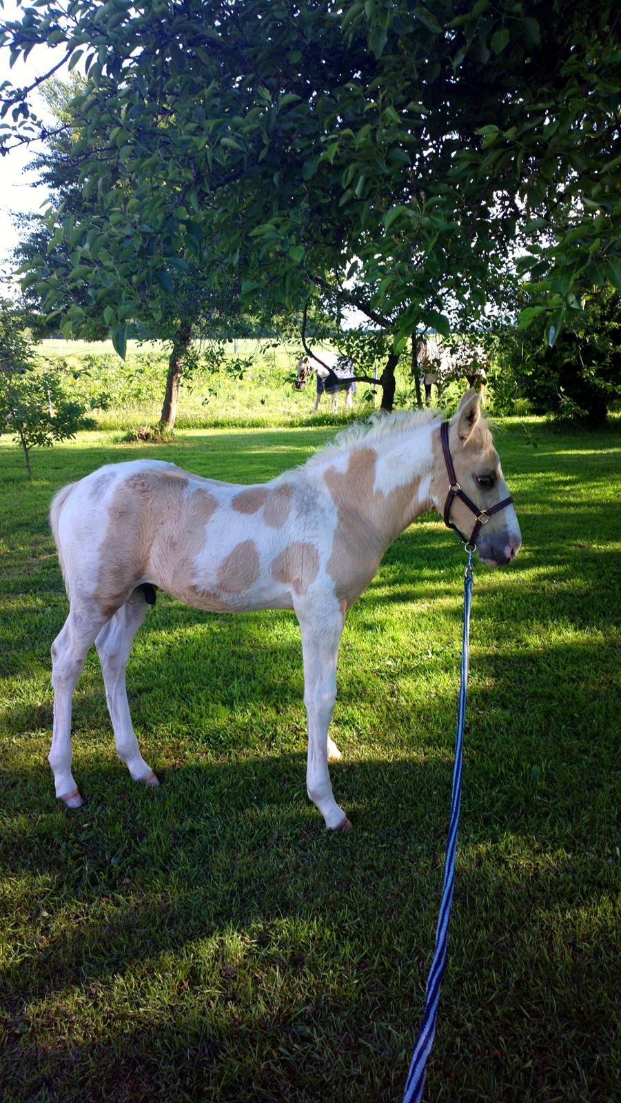 Anden særlig race Ironsmindes Knight Kiowa billede 20