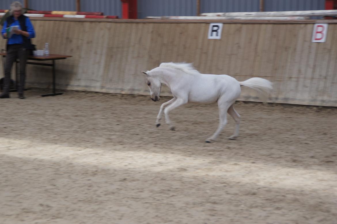 Amerikansk Miniature Marielunds Ballistic Golden Smartgirl - DMHF føl og plagskue 2013 - 1 års udl. hopper. billede 35