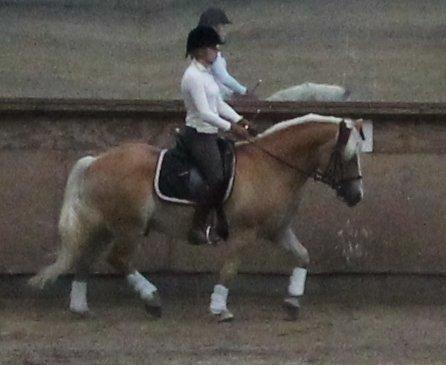 Haflinger Aristo *himmelhest* billede 12