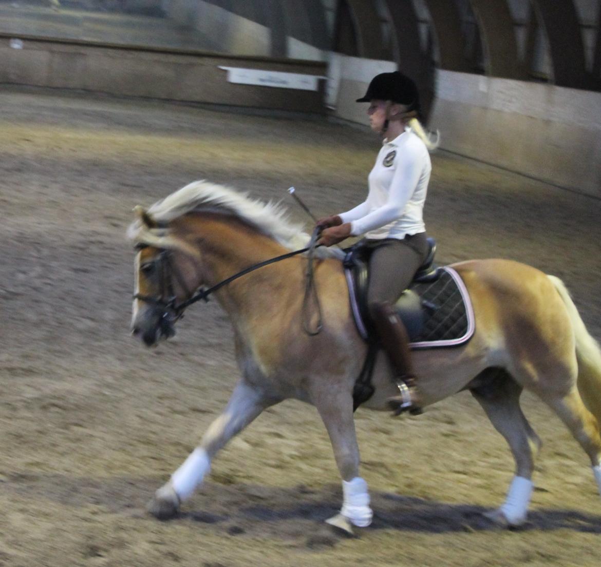 Haflinger Aristo *himmelhest* billede 16