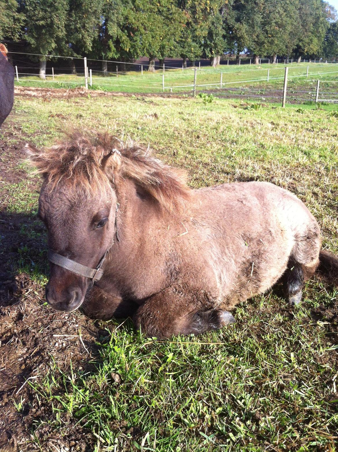 Shetlænder Bøgeskov's Sofia - Morgenhygge billede 12