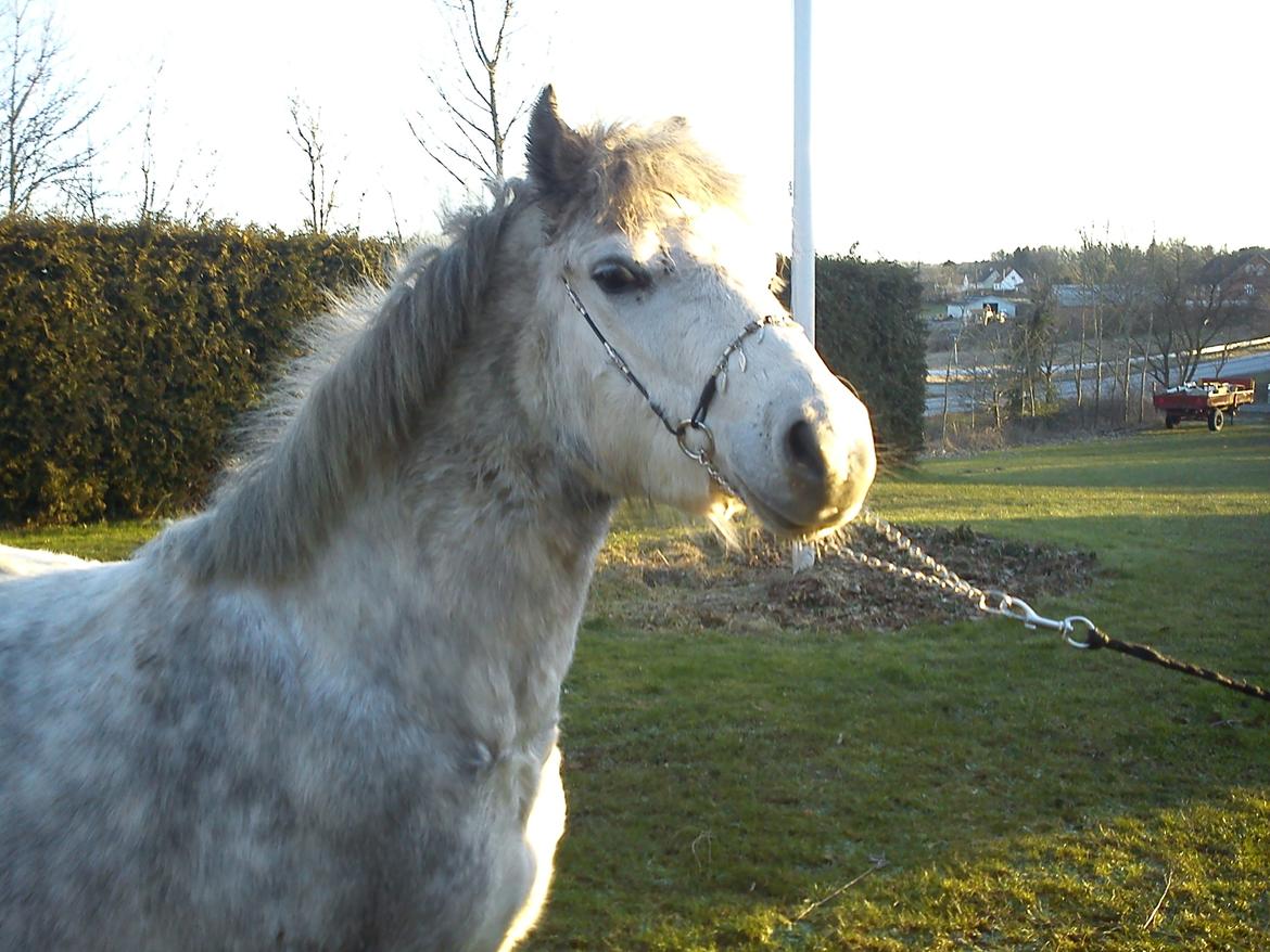 Welsh Mountain (sec A) Fakla Cati billede 1