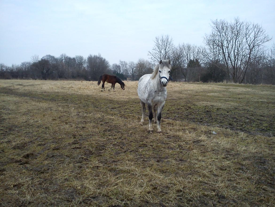 Welsh Mountain (sec A) Fakla Cati billede 2
