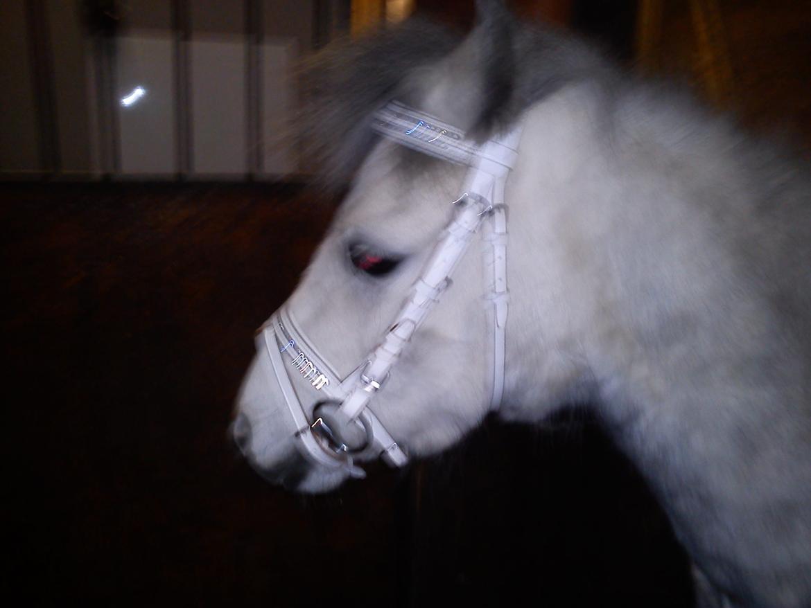 Welsh Mountain (sec A) Fakla Cati billede 3