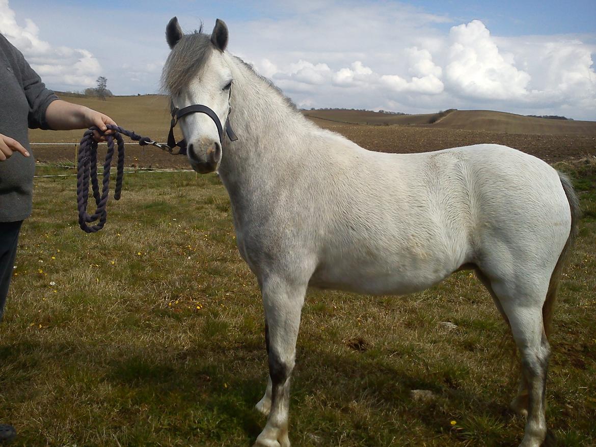 Welsh Mountain (sec A) Fakla Cati billede 4
