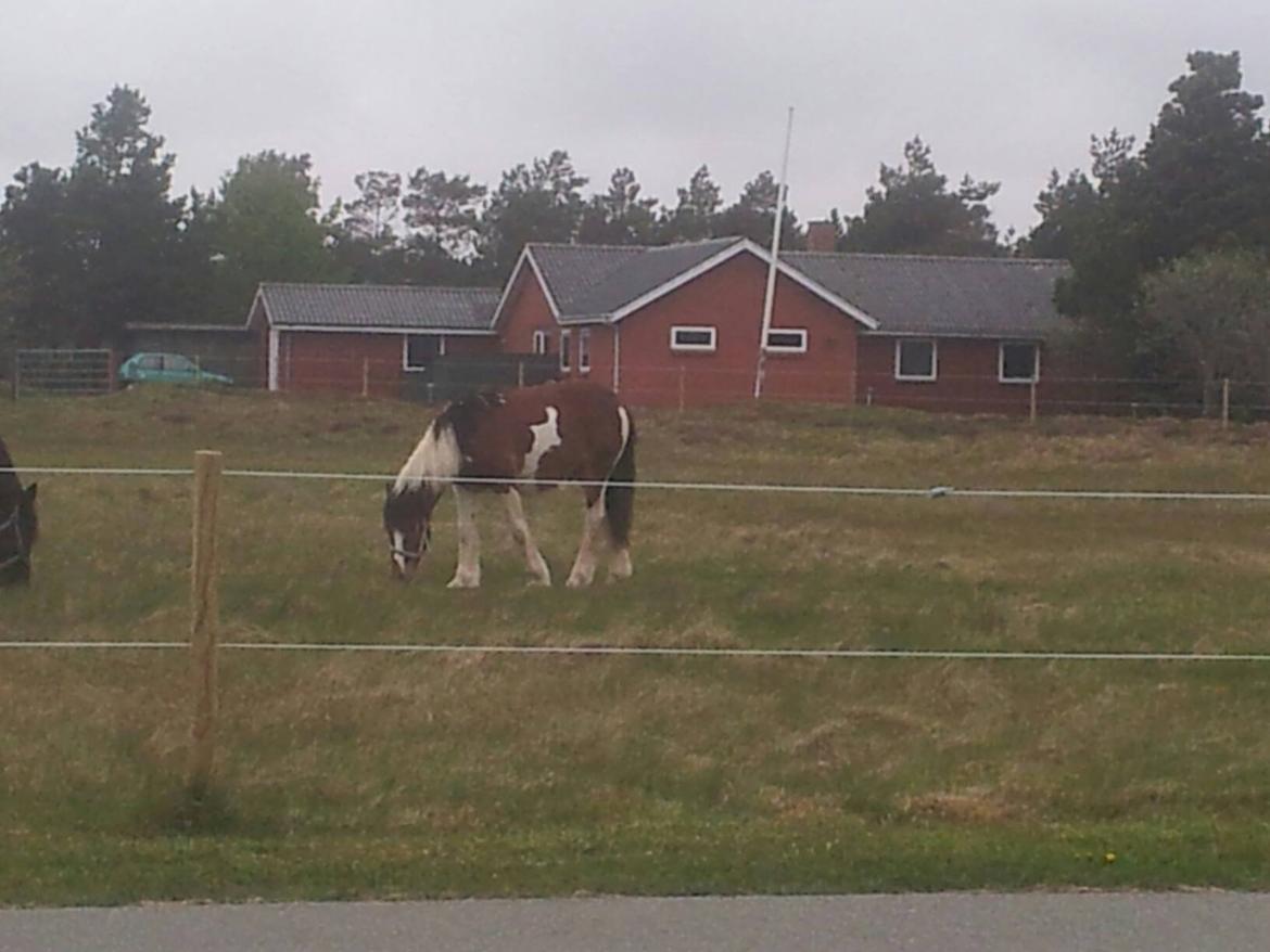 Irish Cob Crossbreed noah høghøj solgt billede 17