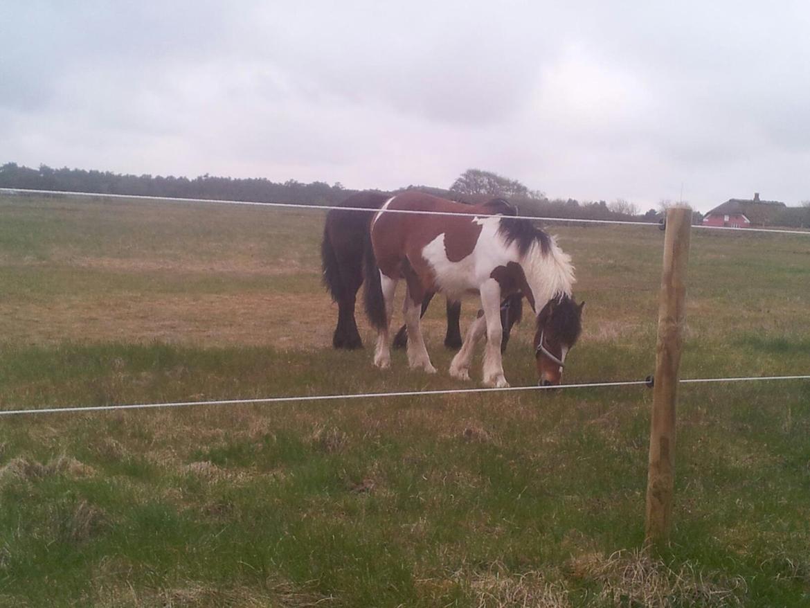 Irish Cob Crossbreed noah høghøj solgt billede 19