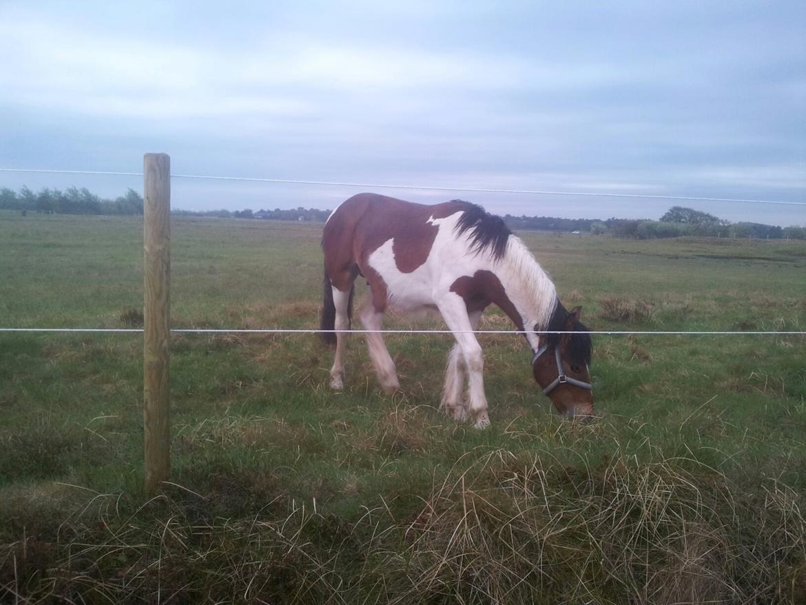 Irish Cob Crossbreed noah høghøj solgt billede 21