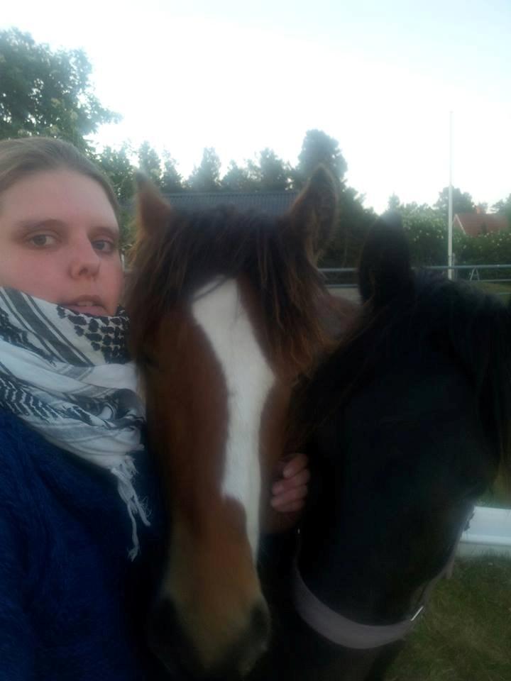 Irish Cob Crossbreed noah høghøj solgt - elsker at putte hygge billede 22