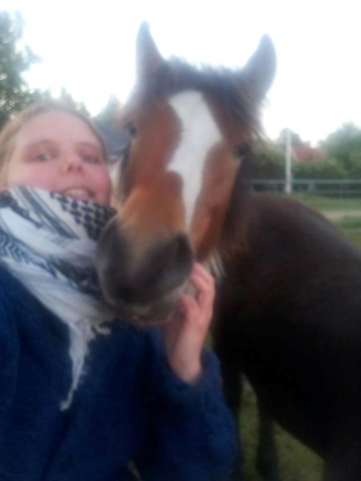 Irish Cob Crossbreed noah høghøj solgt billede 23