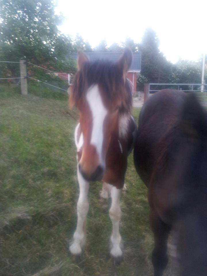 Irish Cob Crossbreed noah høghøj solgt billede 24