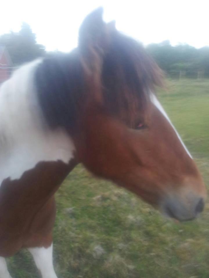 Irish Cob Crossbreed noah høghøj solgt billede 25