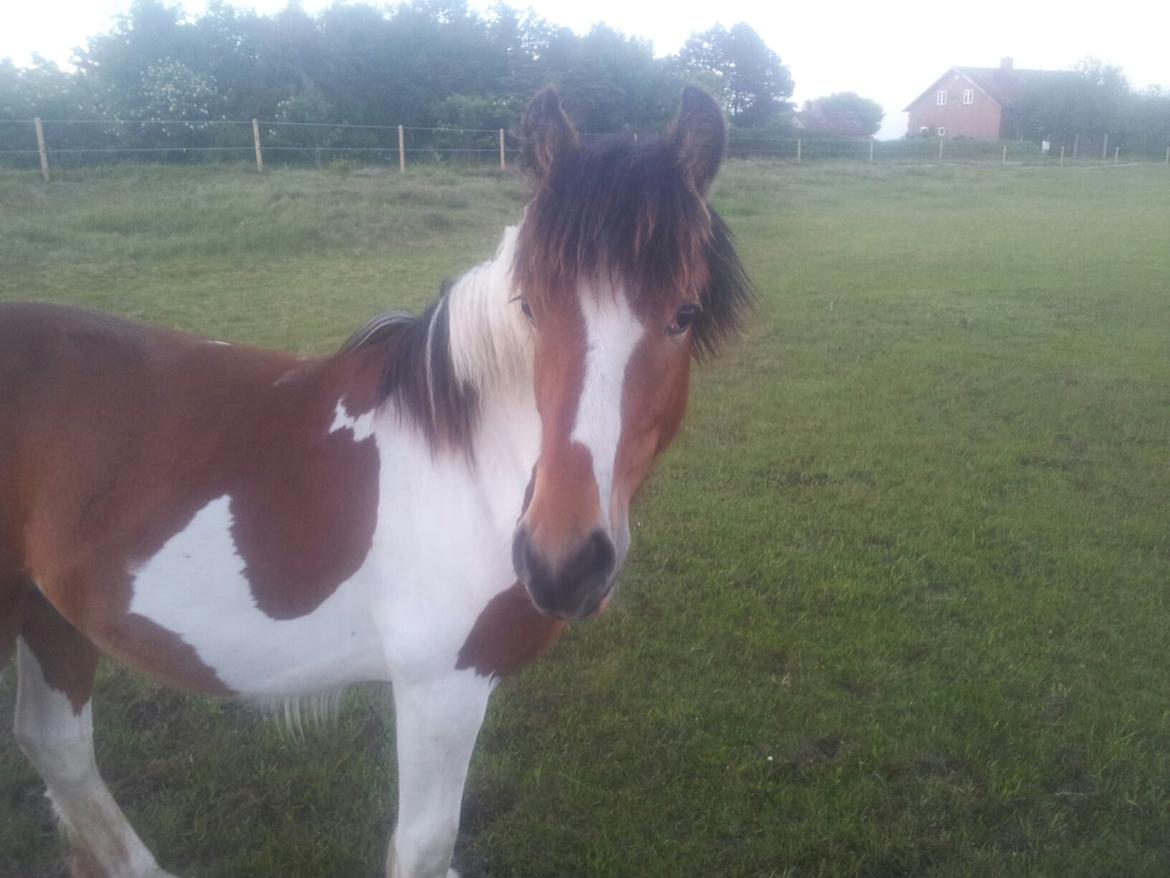 Irish Cob Crossbreed noah høghøj solgt billede 26