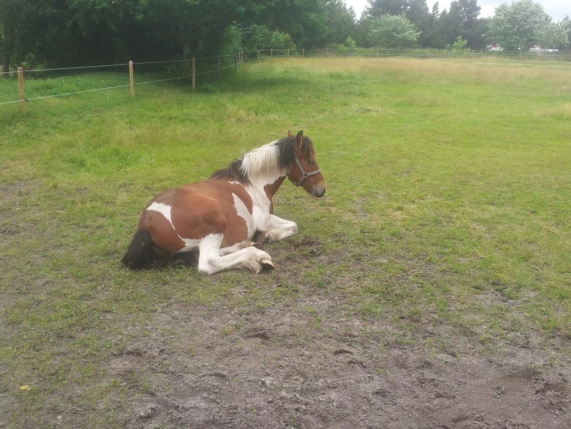 Irish Cob Crossbreed noah høghøj solgt - ligger lige og sover lidt er hårdt at leje billede 28