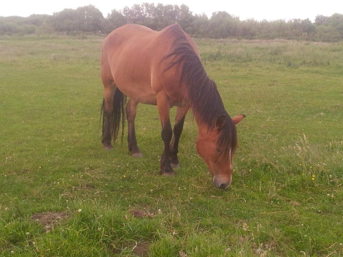 Irish Cob Crossbreed noah høghøj solgt - det er han`s mor billede 29