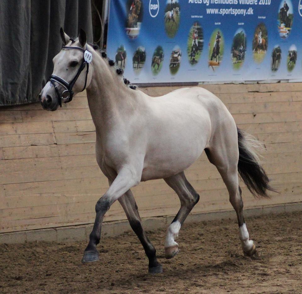 DSP Miss Midina Højgård - Kårring, se hvor lækker jeg er!! Foto: Kira Rudolph 18/8-13  billede 2