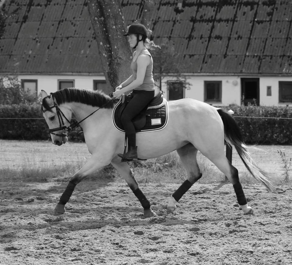 DSP Miss Midina Højgård - Velkommen til Miss Midina Højgårds profil. Foto: Pia Rudolph 9/8-13 billede 1