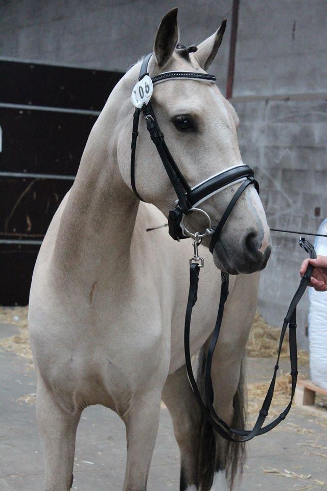 DSP Miss Midina Højgård - Kårring!! Foto: Kira Rudolph 18/8-13  billede 3