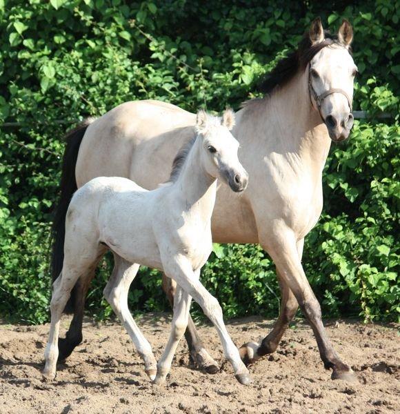 DSP Miss Midina Højgård billede 8
