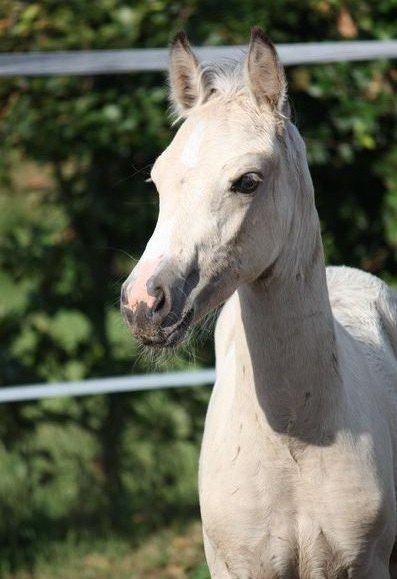 DSP Miss Midina Højgård billede 10