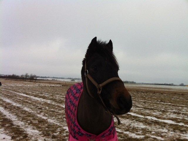 Welsh Pony (sec B) both,s Comtesse Allaine  (Baby)  billede 1