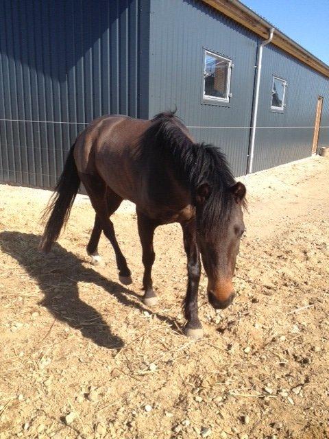 Welsh Pony (sec B) both,s Comtesse Allaine  (Baby)  billede 2