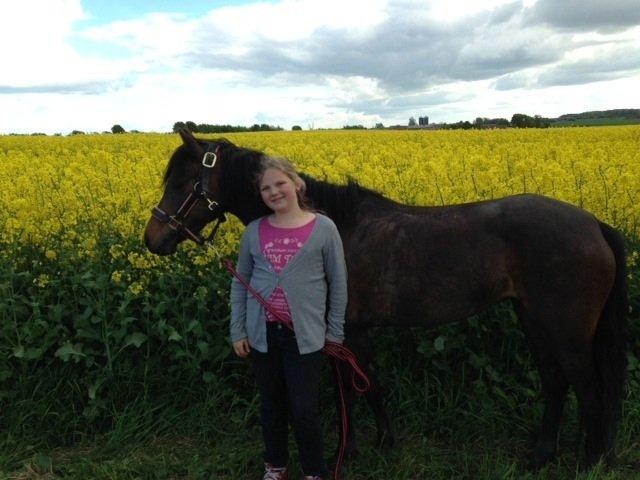 Welsh Pony (sec B) both,s Comtesse Allaine  (Baby)  billede 3