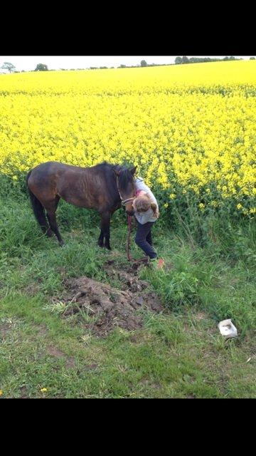 Welsh Pony (sec B) both,s Comtesse Allaine  (Baby)  billede 8