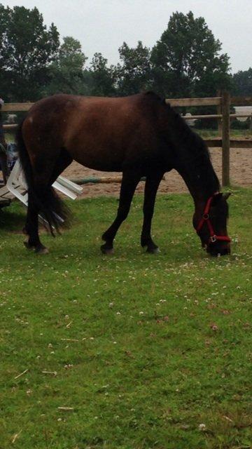 Welsh Pony (sec B) both,s Comtesse Allaine  (Baby)  billede 9