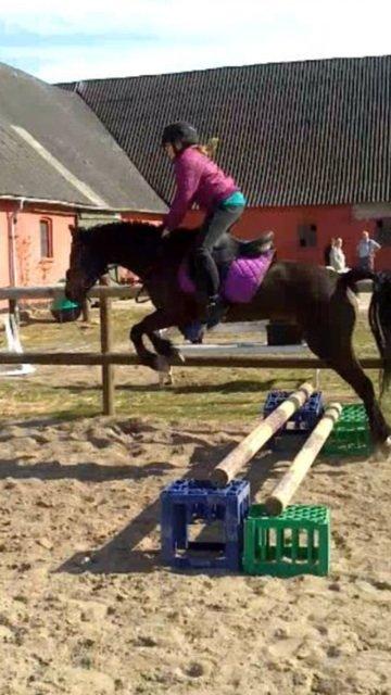 Welsh Pony (sec B) both,s Comtesse Allaine  (Baby)  billede 11