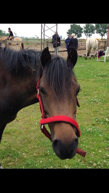 Welsh Pony (sec B) both,s Comtesse Allaine  (Baby)  billede 12