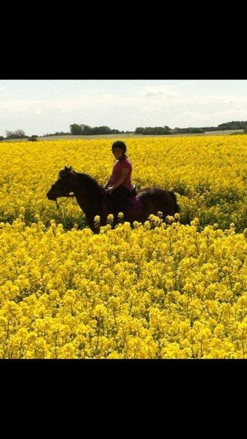 Welsh Pony (sec B) both,s Comtesse Allaine  (Baby)  billede 13