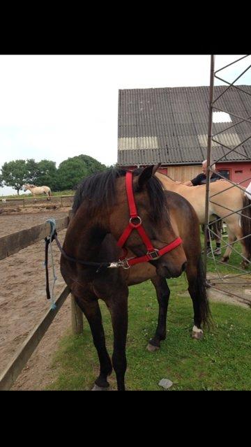 Welsh Pony (sec B) both,s Comtesse Allaine  (Baby)  billede 14