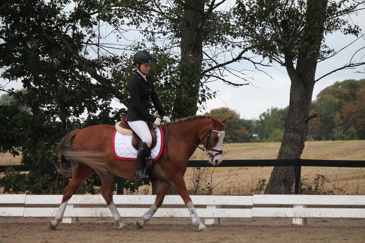 Tysk Sportspony Fee 768 billede 20