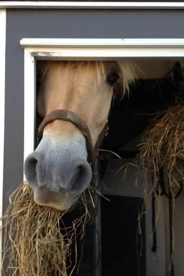 Fjordhest Frøja (PRINSESSEN<3) - Frøja på vej til DM i ponygames!<3 billede 10