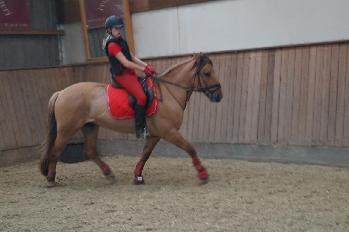 Anden særlig race Dumbledore  billede 30