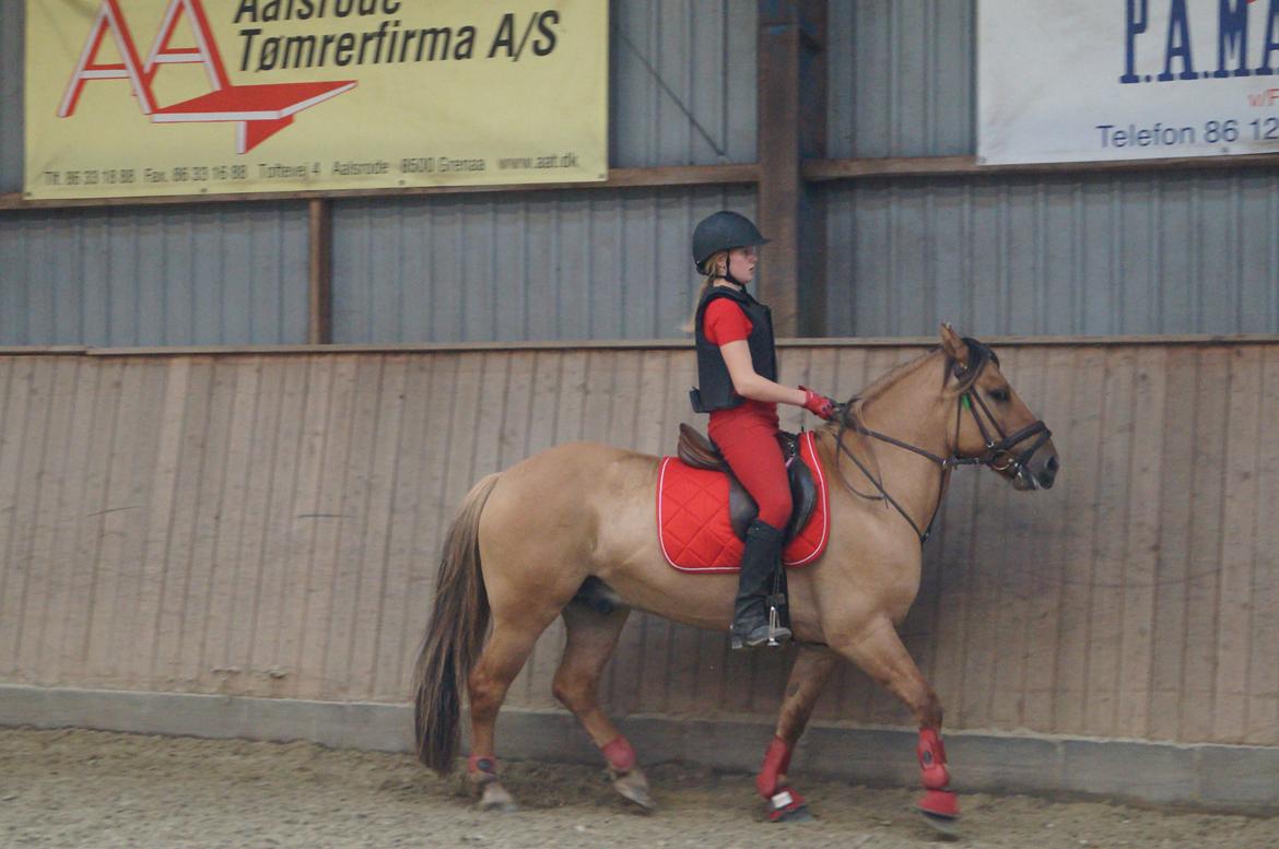 Anden særlig race Dumbledore  billede 20