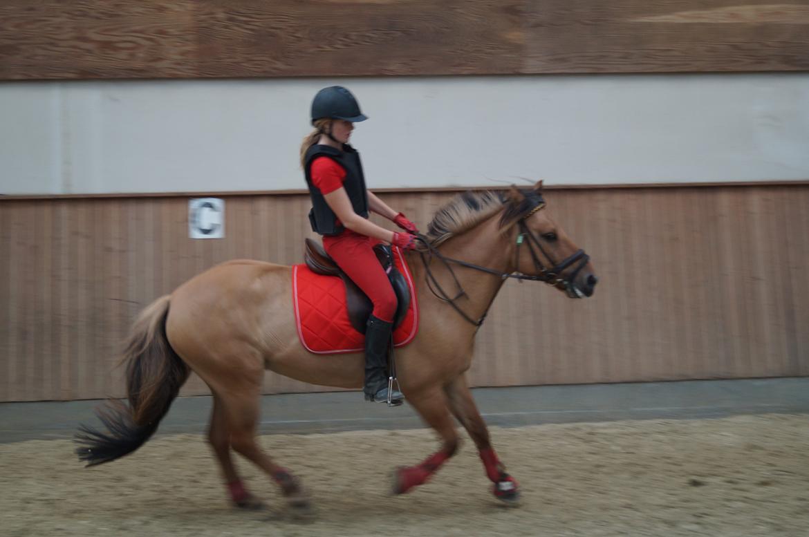 Anden særlig race Dumbledore  - Dressur træning på verdens bedste pony!!<3 billede 33