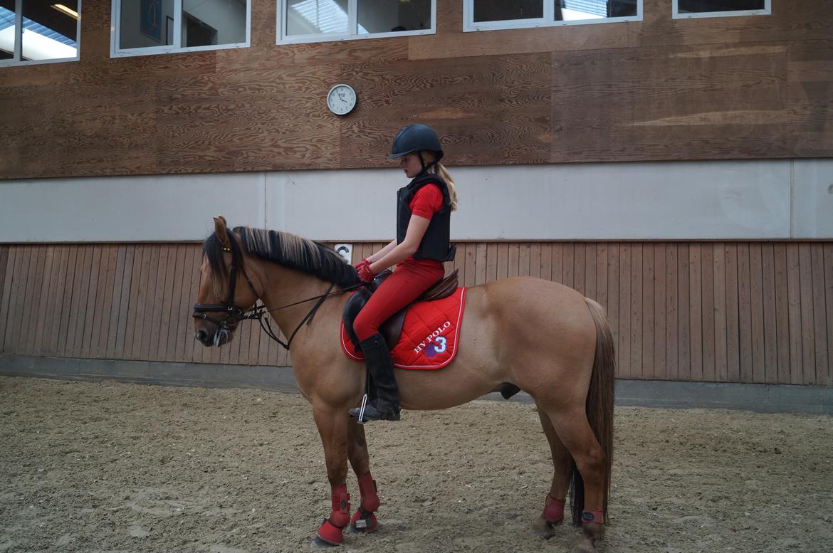 Anden særlig race Dumbledore  billede 26