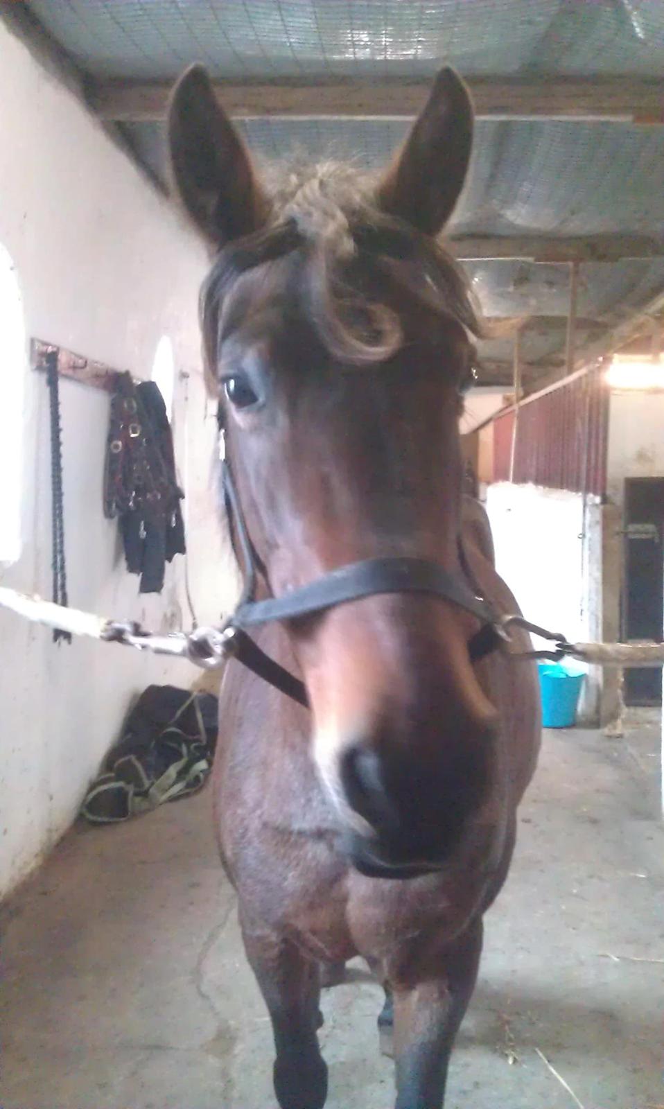 Anden særlig race Abby - Gotcha billede 19