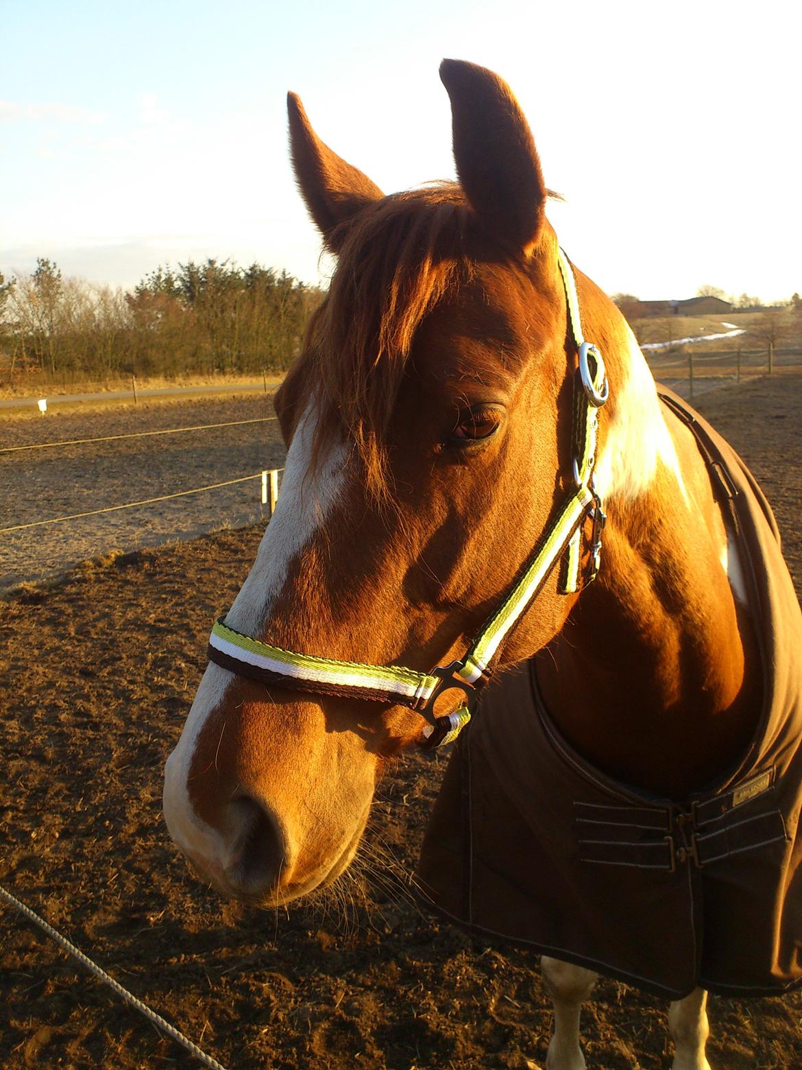 Paint Im a big Investment/Hope R.I.P.  - Den smukke i vinter eftermiddags sol. Januar 2013 billede 4